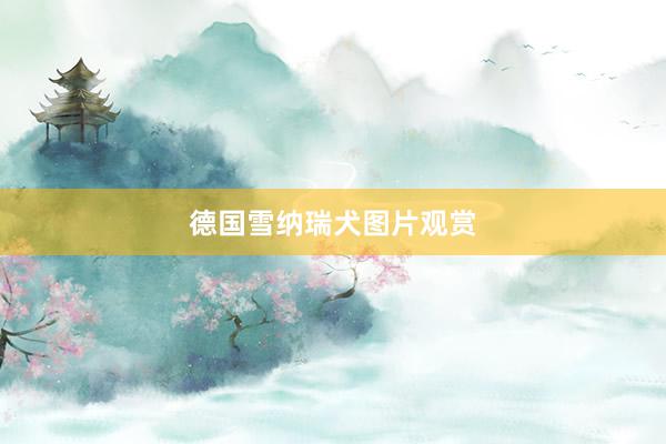 德国雪纳瑞犬图片观赏